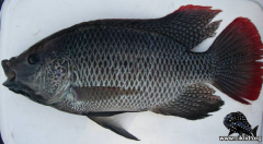 Oreochromis andersonii Okawango