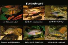 Benitochromis