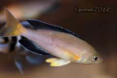 Cyprichromis sp. "leptosoma Jumbo Kekese"