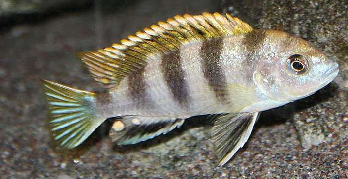 2-Labidochromis-sp.-perlmutt-by-Malawi-Guru.de.jpg