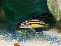 julidochromis marksmithi