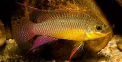 pelvicachromis taeniatus