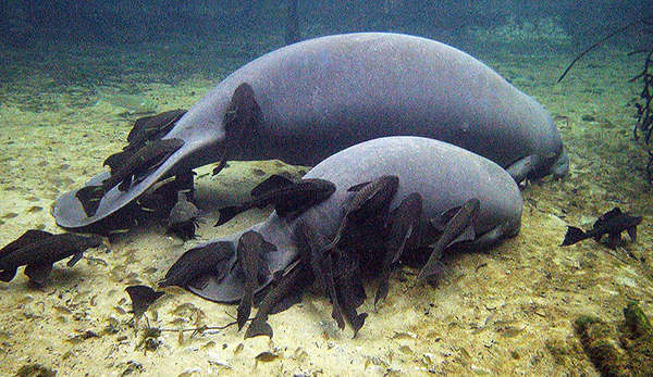 Plecos-on-Manatees-600px.jpg