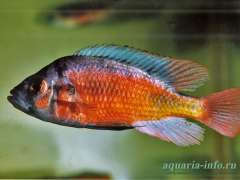 Paralabidochromis sp. "fire"