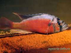 Paralabidochromis sp. "fire"