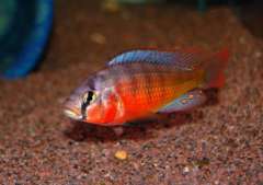 paralabidochromis_sp_rockribensis_makobe