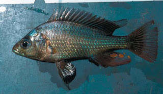 Haplochromis nigripinnis.jpg