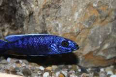 Sciaenochromis fryeri 'Chidunga'