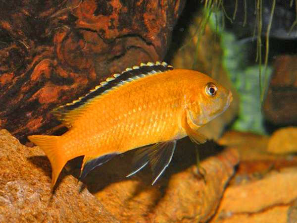 labidochromis-caeruleus-orange-ruarwe.jpg