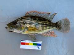 Serranochromis macrocephalus