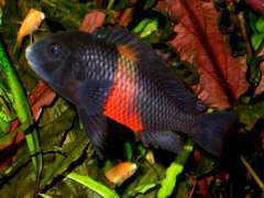 Tropheus sp red Bemba