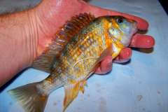 Petrochromis sp. "macrognatus Rainbow"