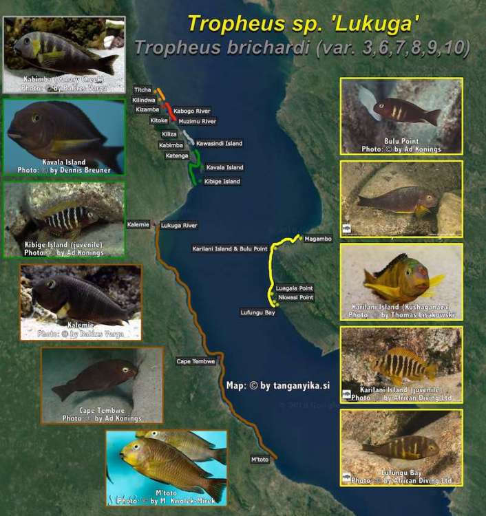 Tropheus sp. 'Lukuga'.jpg