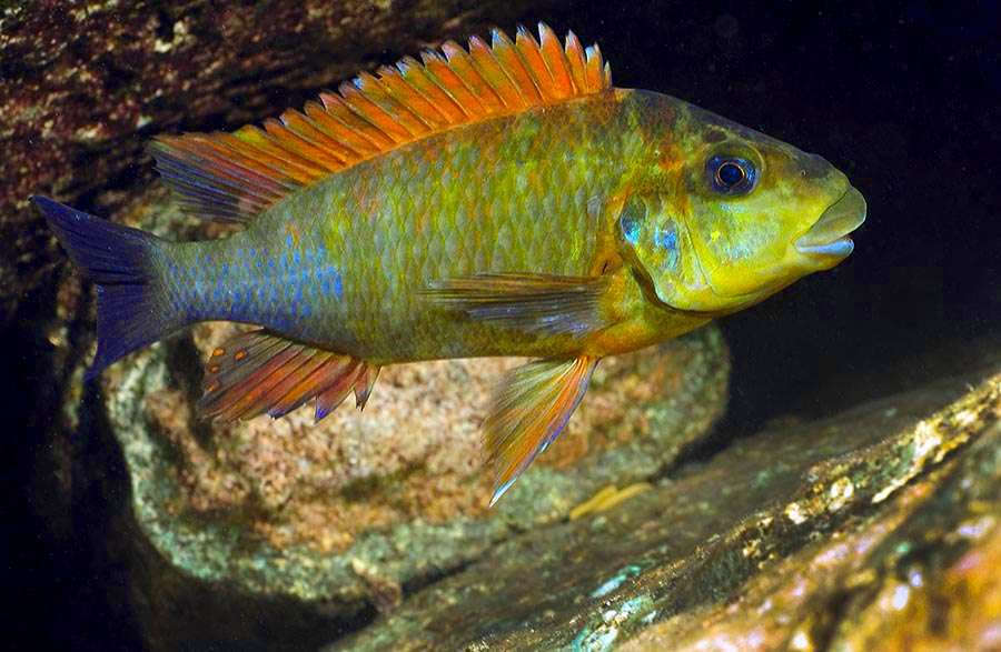 Petrochromis-cf-rainbow.jpg