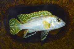 Labidochromis sp. 'perlmutt' Higga Reef
