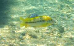 Cyathochromis obliquidens