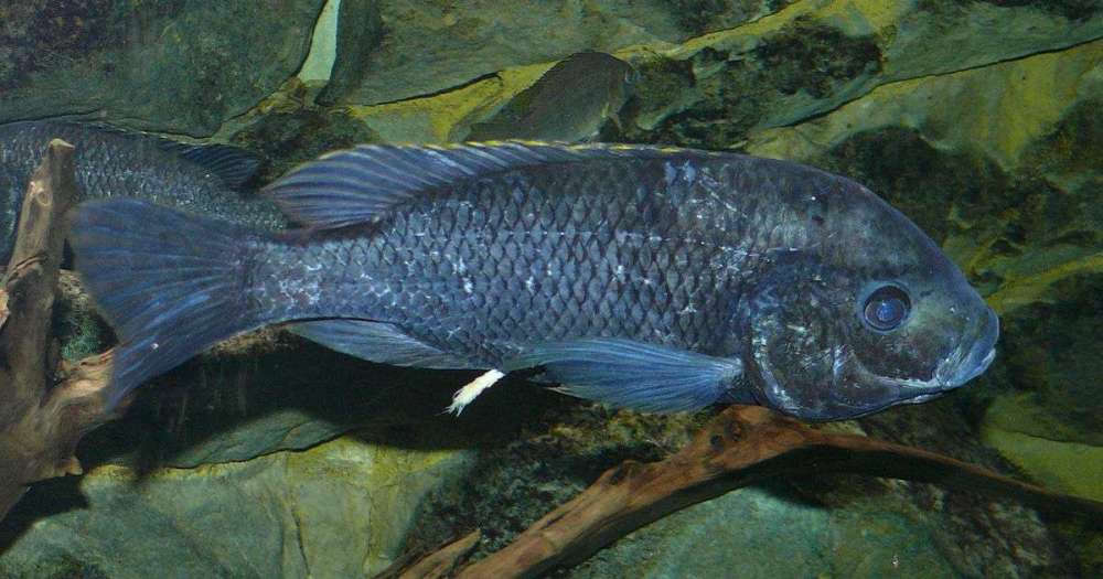 1200px-Oreochromis_squamipinnis.jpg