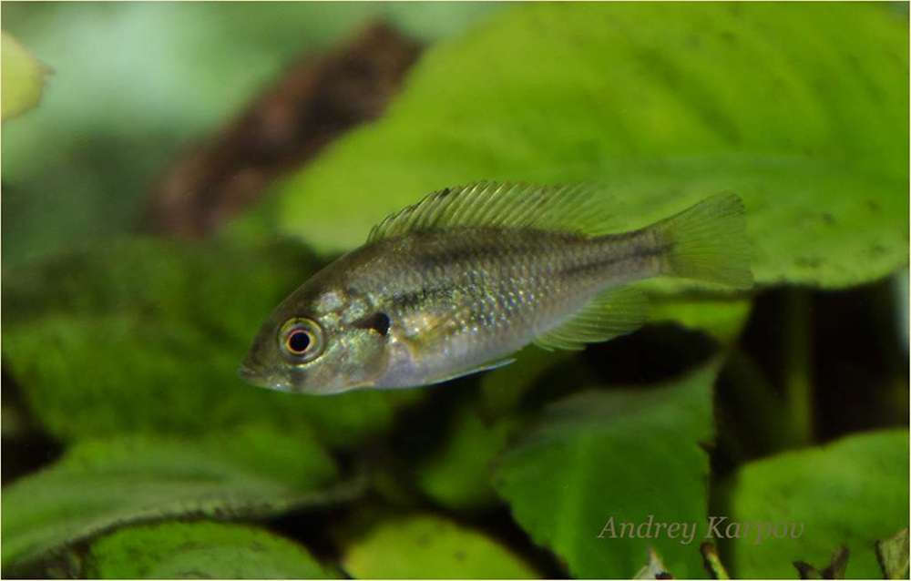 Neochromis rufocaudalis Female F1 3.5sm.jpg