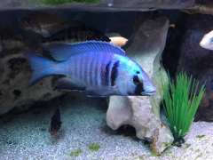 Placidochromis Electra