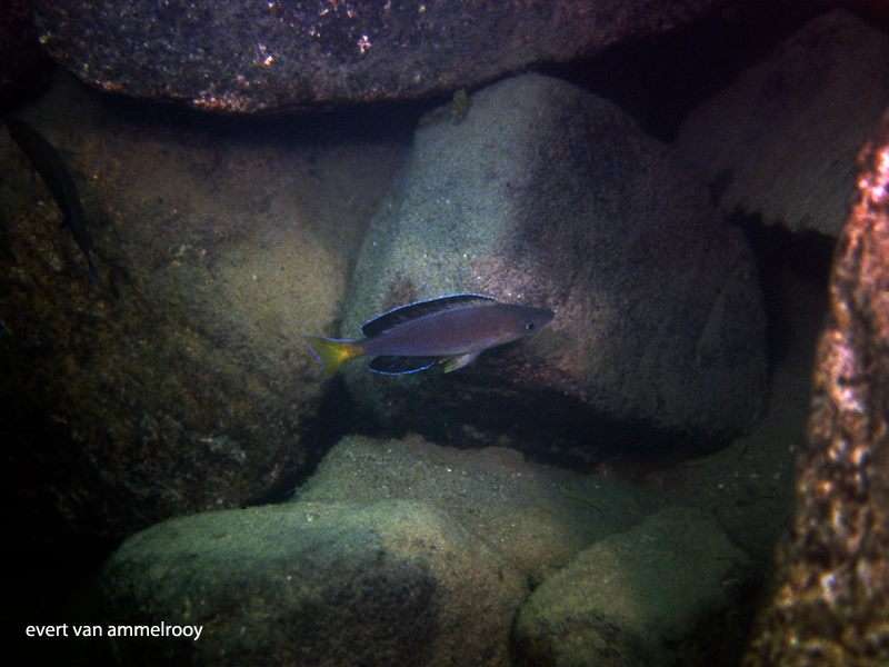 Cyprichromis sp. 'leptosoma jumbo' Kapembwa (varianta Kapembwa Isanga) (around 20m deep) (Evert van Ammelrooy).jpg