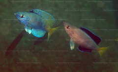 Ctprichromis sp. "jumbo Malasa" район Konsombo (Танзания)