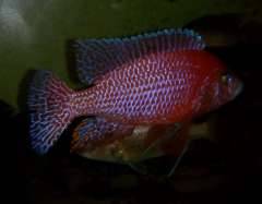 Aulonocara sp. firefish под вспышкой