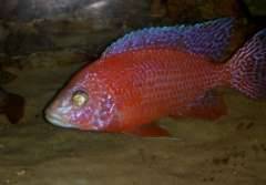 Aulonocara sp. firefish