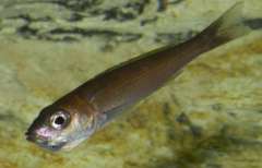 Cyprichromis leptosoma «Utinta flyorescent» самка.jpg