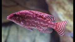 Nimbochromis linni самка