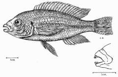 Paralabidochromis victoriae
