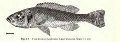 Yssichromis fusiformis.JPG