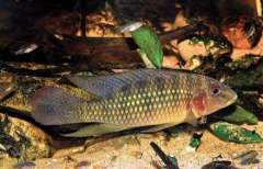 Parananochromis longirostris