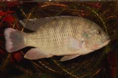 Sargochromis giardi