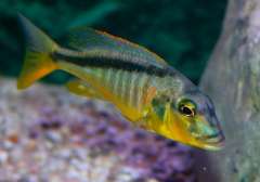 Buccochromis rhoadesii