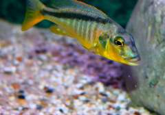 Buccochromis rhoadesii