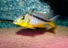 Buccochromis rhoadesii