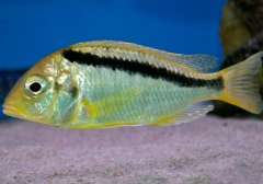 Mylochromis melanonotus