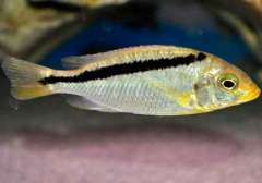 Mylochromis melanonotus