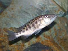 Tyrannochromis nigriventer