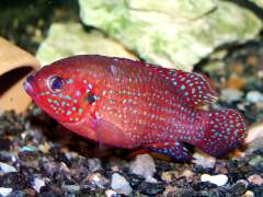 Rubricatochromis guttatus