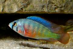 Psammochromis riponianus