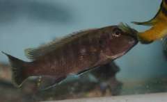 Genyochromis mento самец