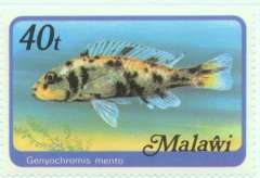 Genyochromis mento марка Малави