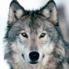 тамбовский волк